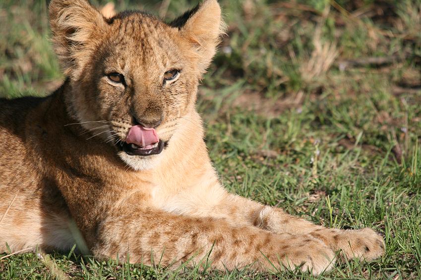 Rekero Löwenrudel, Masai Mara