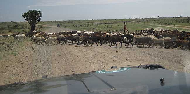 Masai Mara