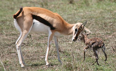 Geburt einer Thomson Gazelle