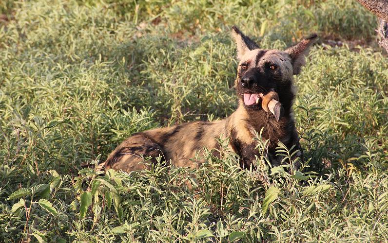 Wildhund Kill, Selous