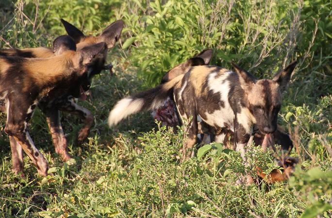 Wild Dog Safari, Selous