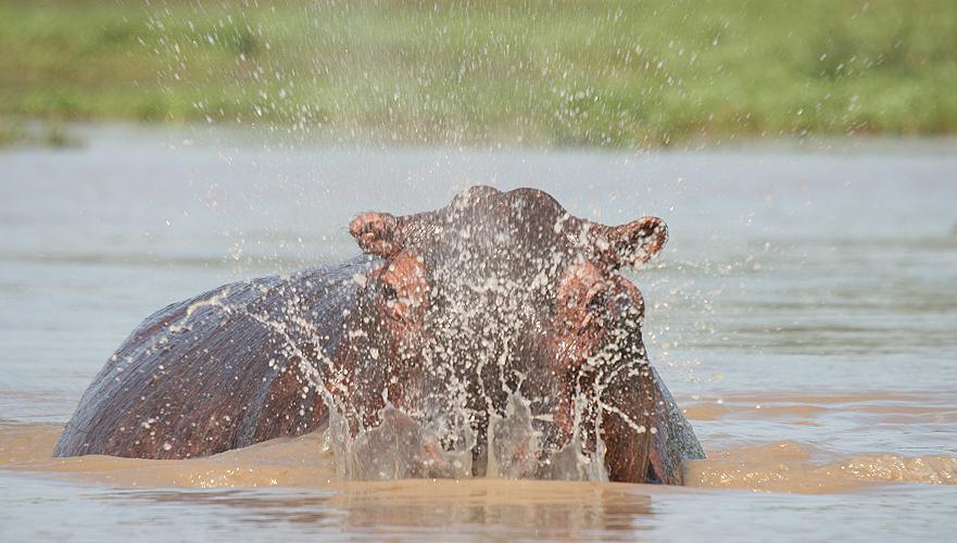 Flusspferd, Selous
