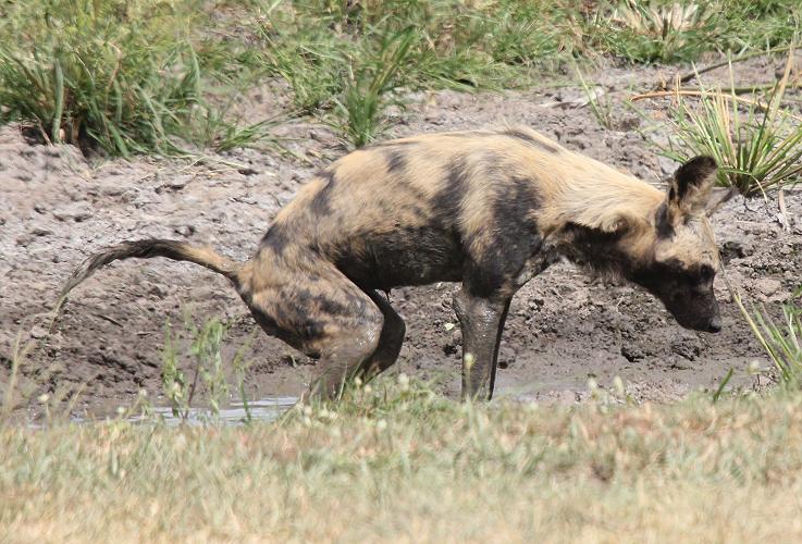 Wildhunde im Selous