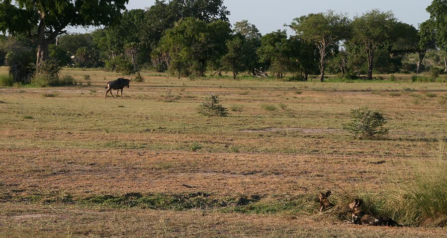 Wildhunde, Selous