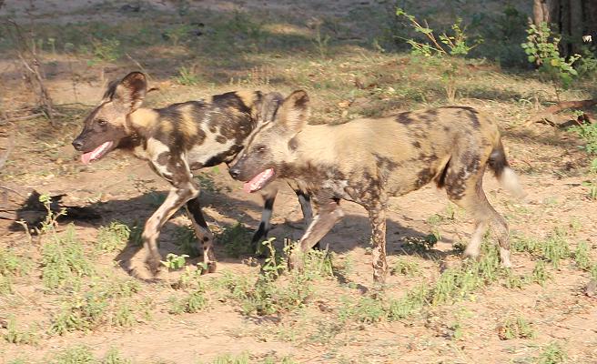 Wild Dog Safari
