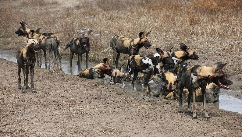 Wildhunde im Selous