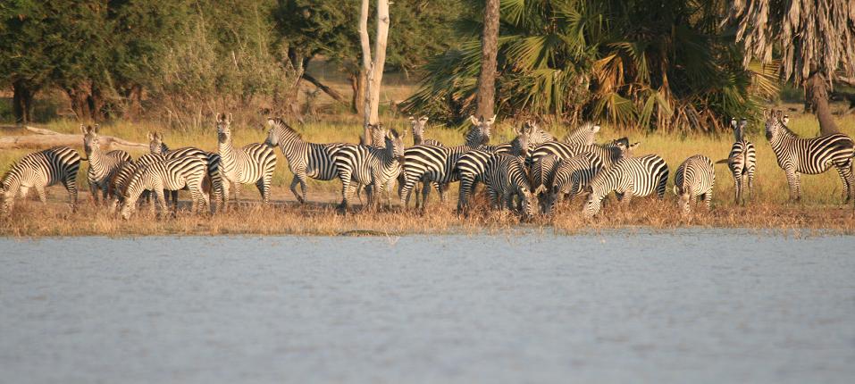 Zebars am Lake Siwandu