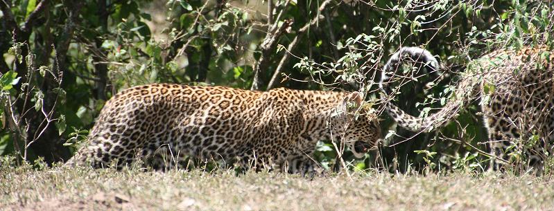 Leopard mit Jungen