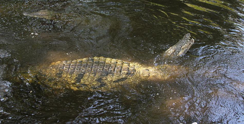 Nilkrokodile bei der Paarung, Haller Park