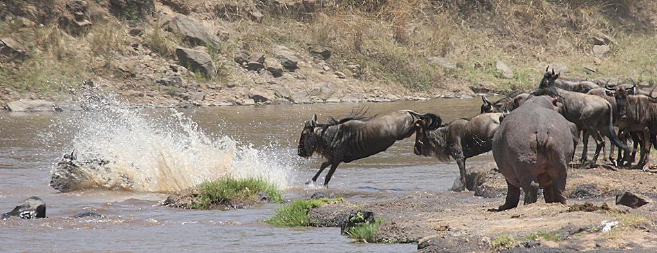 wildebeest migration 2015 - Mara