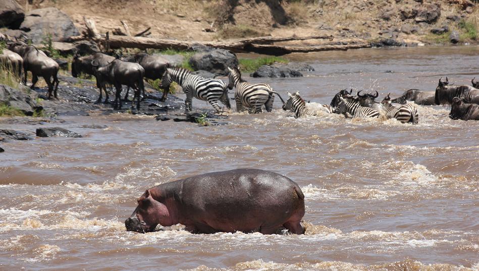 wildebeest migration 2015 - Mara
