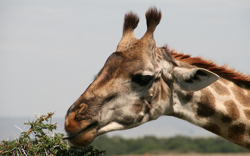 Masai Giraffen