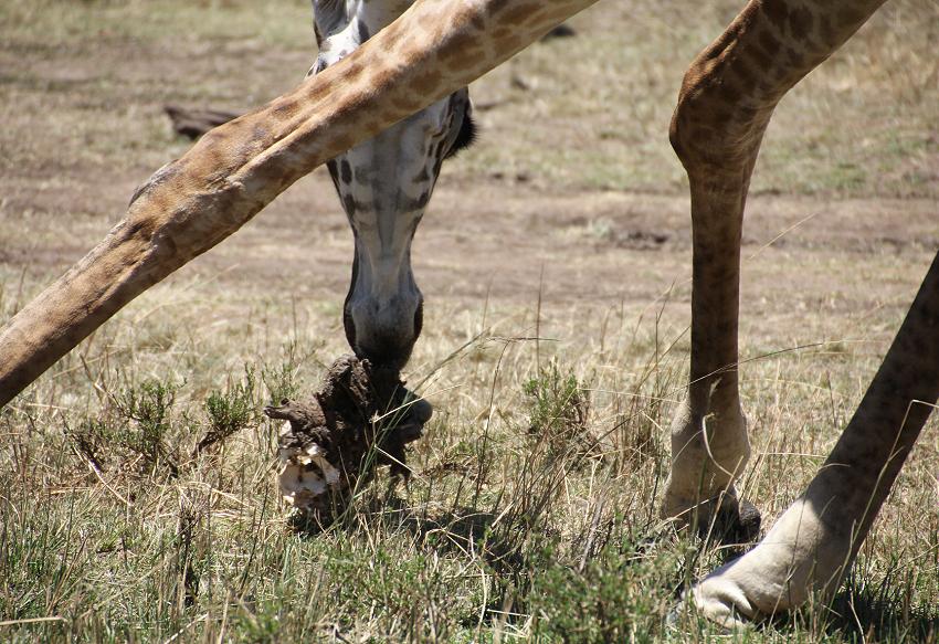 Giraffe frisst Fleisch
