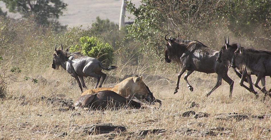 Löwen jagen Gnus, Masai Mara