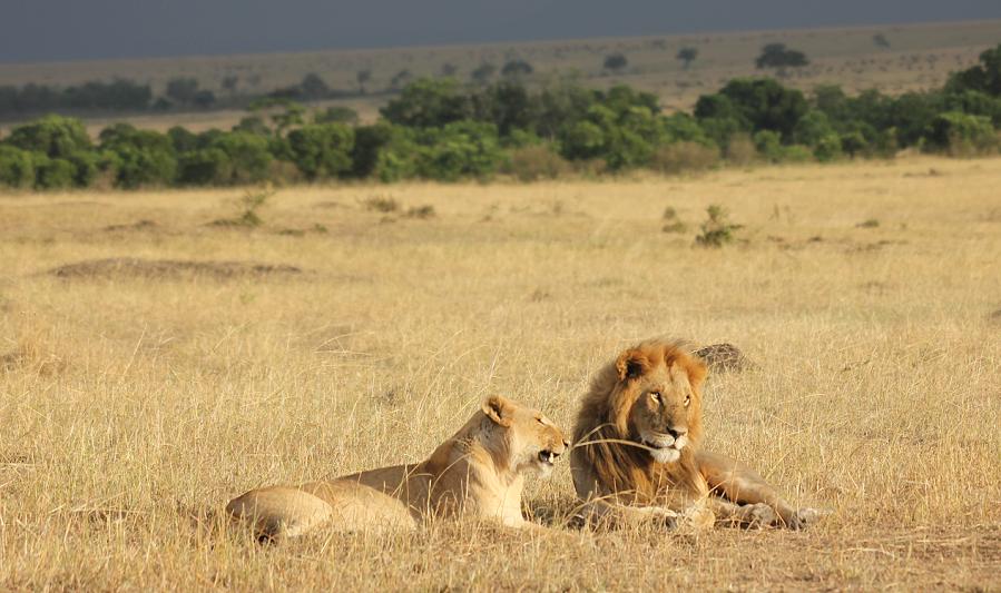 Mara Lion Project