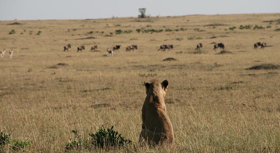 wildebeest migration 2015 - Mara