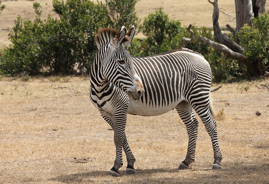 Ol Pejeta - Sweetwaters