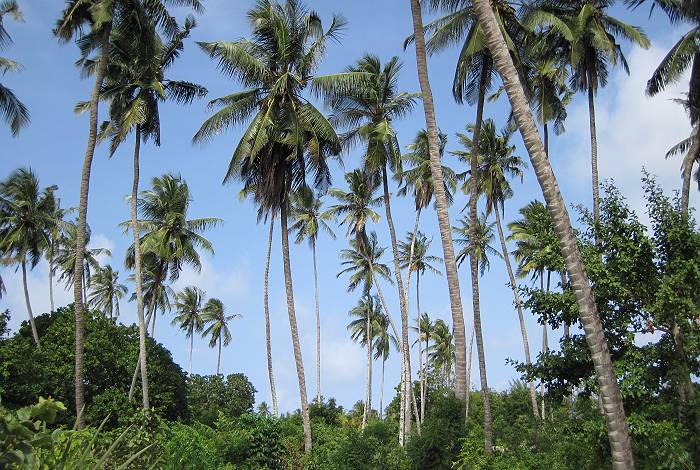 Kikambala Beach