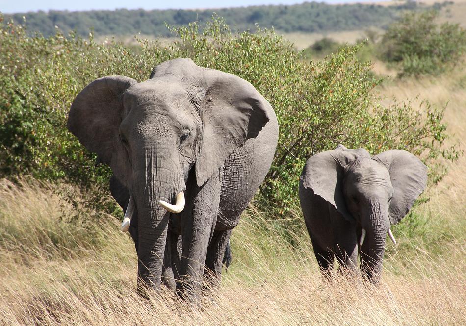 Elefanten - Masai Mara
