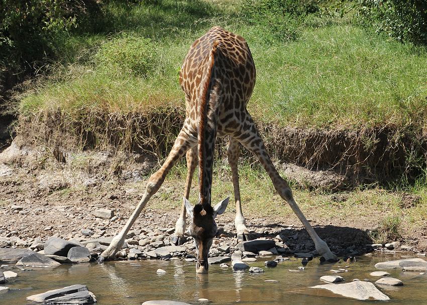 Masai Giraffen beim Trinken - Masai Mara