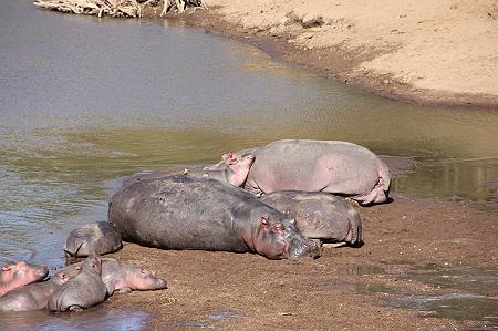 Game Drive - Masai Mara