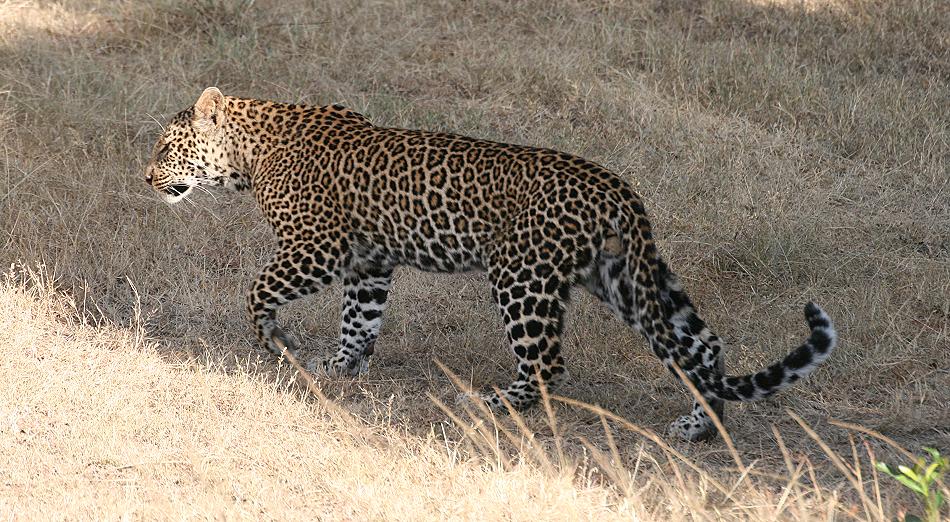 Leopard, Double Crossing - Masai Mara