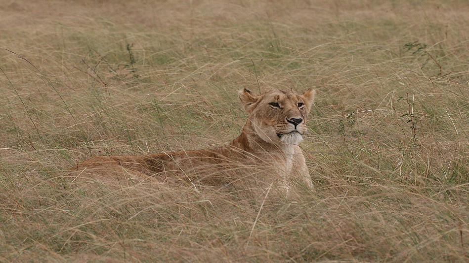 Löwen, Masai Mara