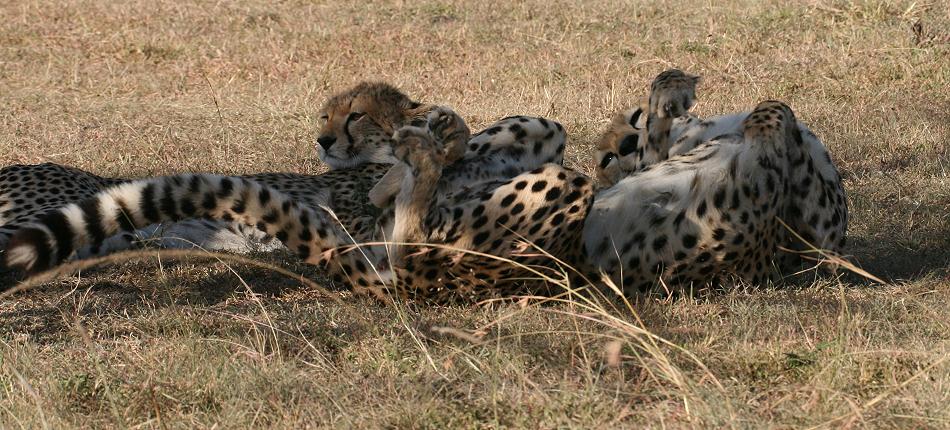 Gepardin Rani - Masai Mara