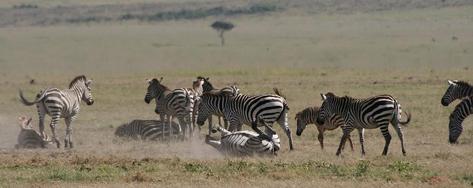 Zebras - Masai Mara