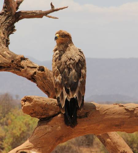 Samburu