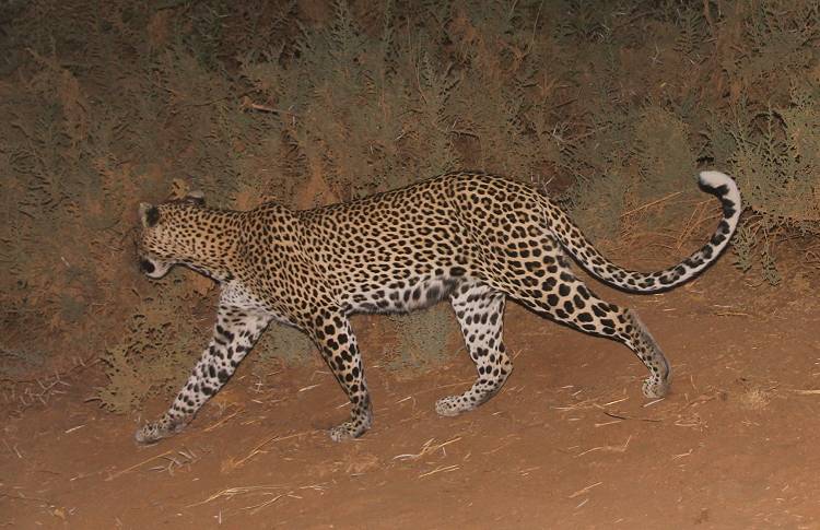 Samburu, Leopard