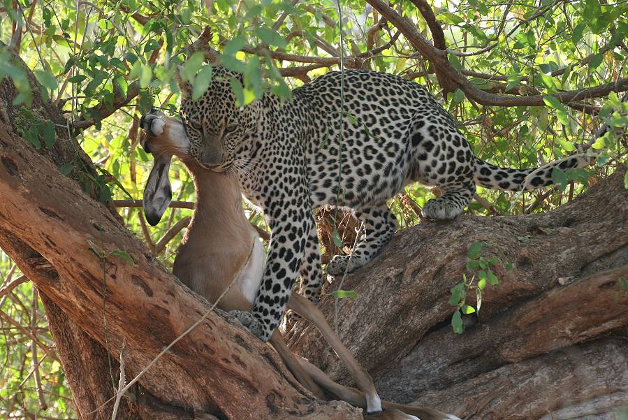 Samburu, Leopard