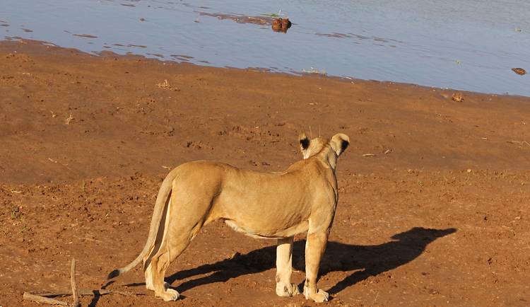 Samburu