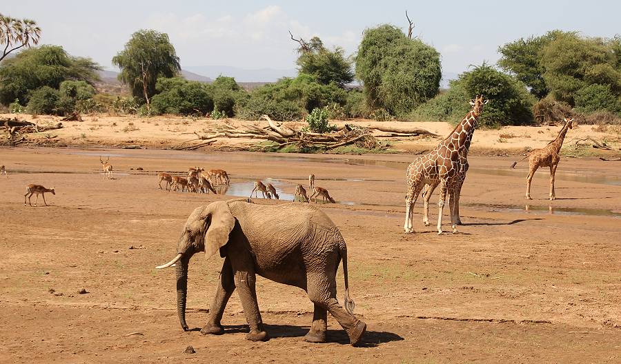 Samburu