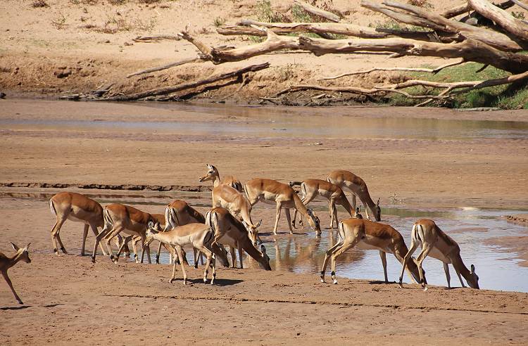 Samburu