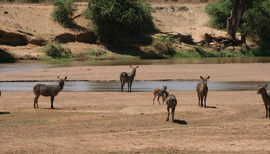 Samburu