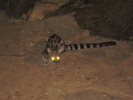 Samburu Game Lodge