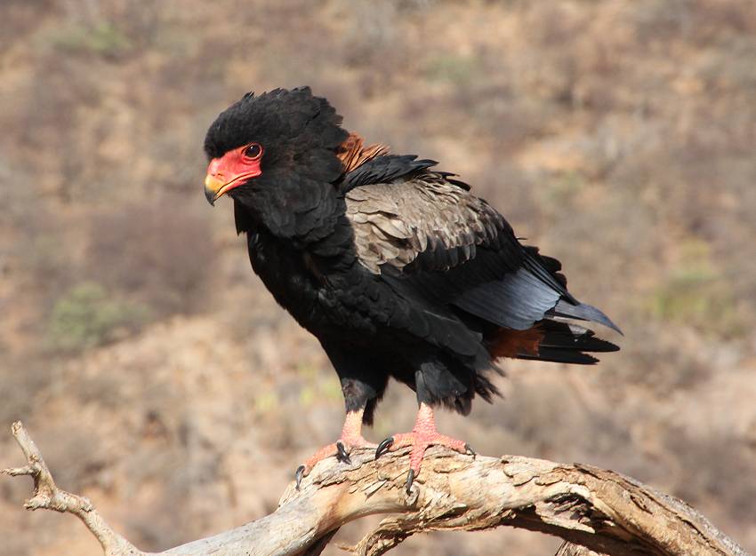 Samburu