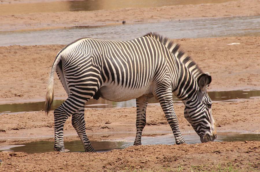 Samburu