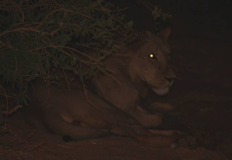 Samburu, Löwe