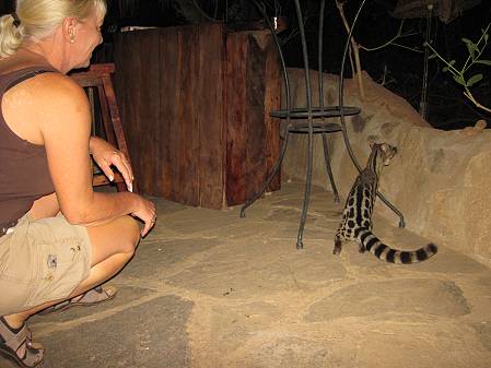 Lion King Bush Camp - Samburu