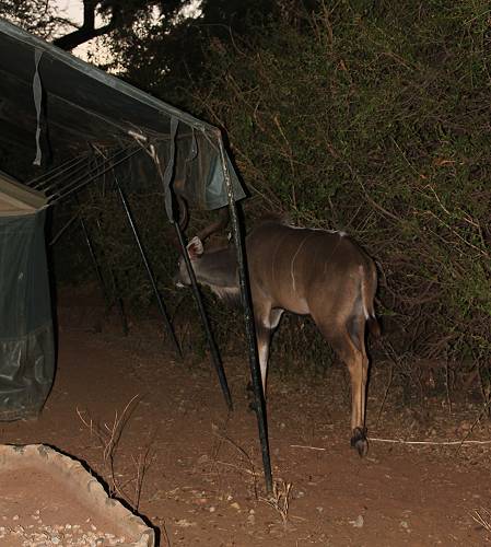 Lion King Bush Camp - Samburu