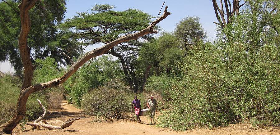 Lion King Bush Camp - Samburu