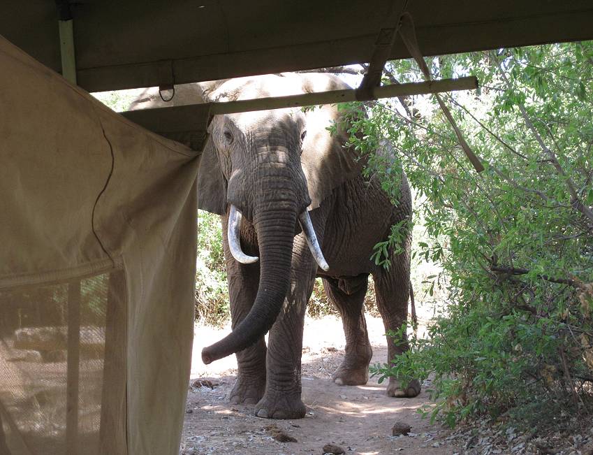 Lion King Bush Camp - Samburu