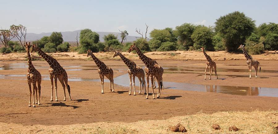 Samburu