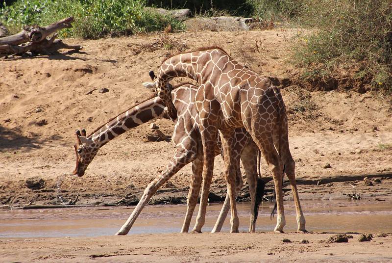 Samburu