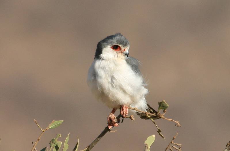 Samburu