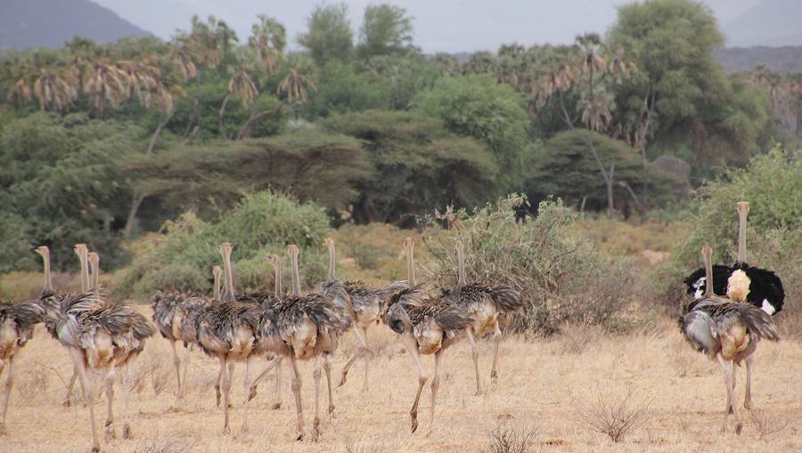 Samburu