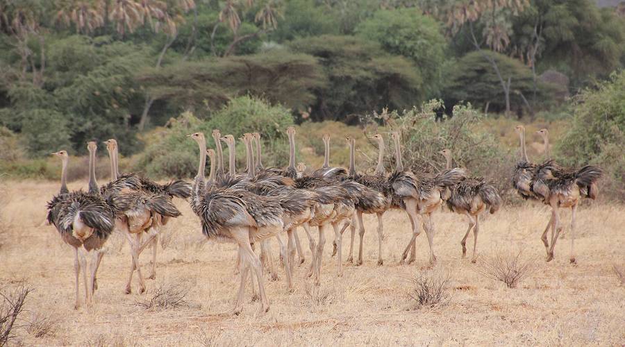 Samburu