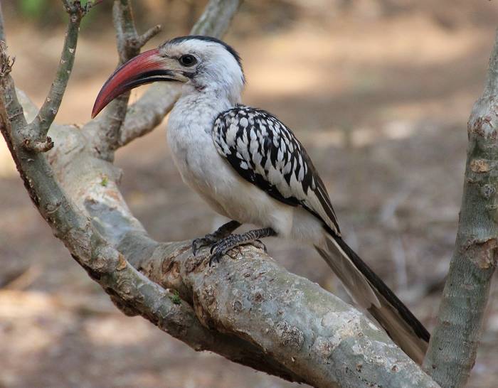 Samburu